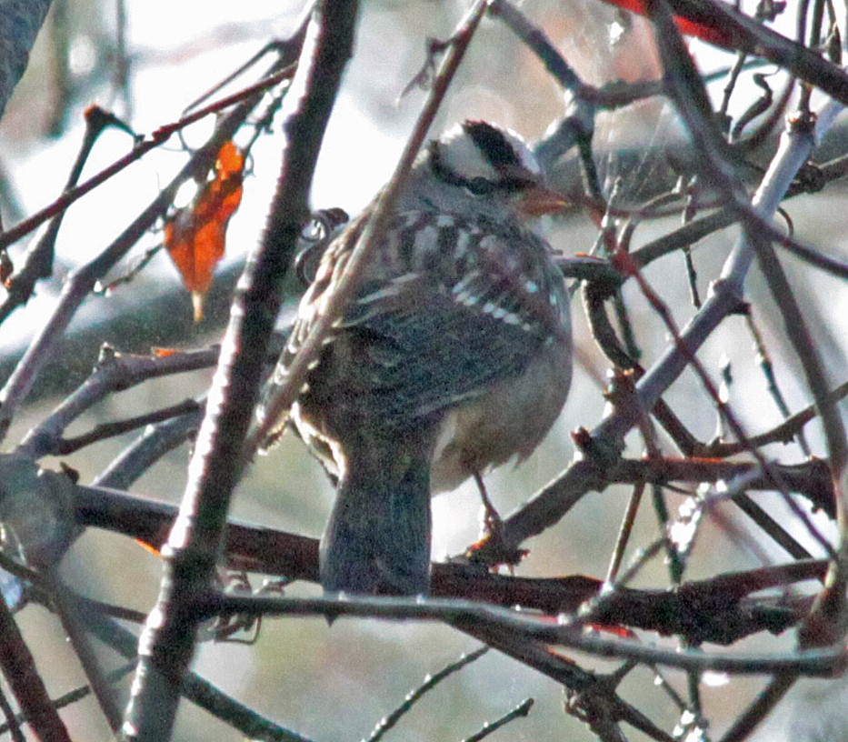 strnadec bělopásý - ML644444514