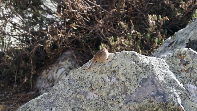 Cordilleran Canastero - ML644444522