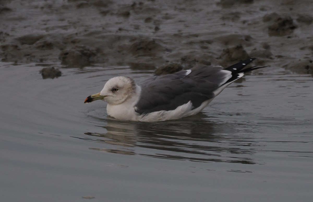 japanmåke - ML644444527