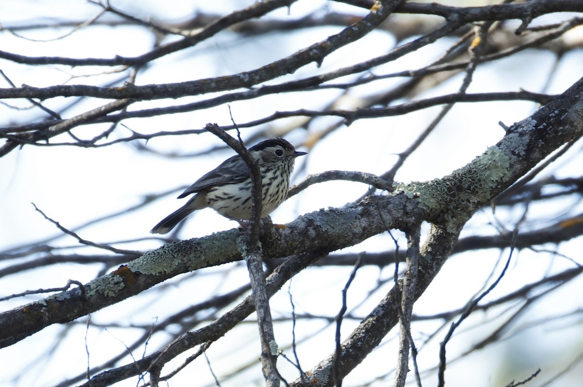 タテフムシクイ - ML644444531