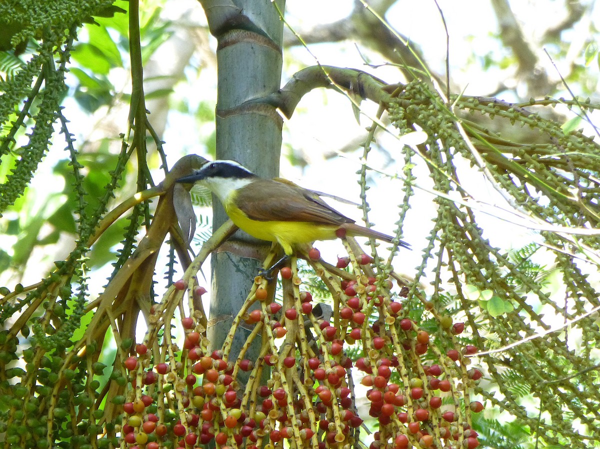 Great Kiskadee - ML644444532
