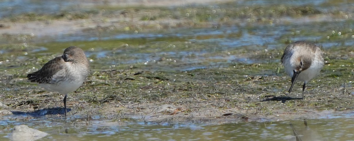 Correlimos Común - ML644444536