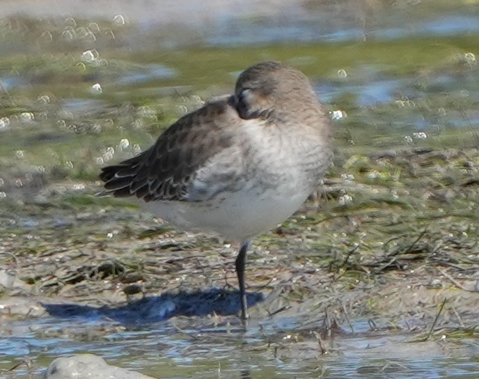 Correlimos Común - ML644444537