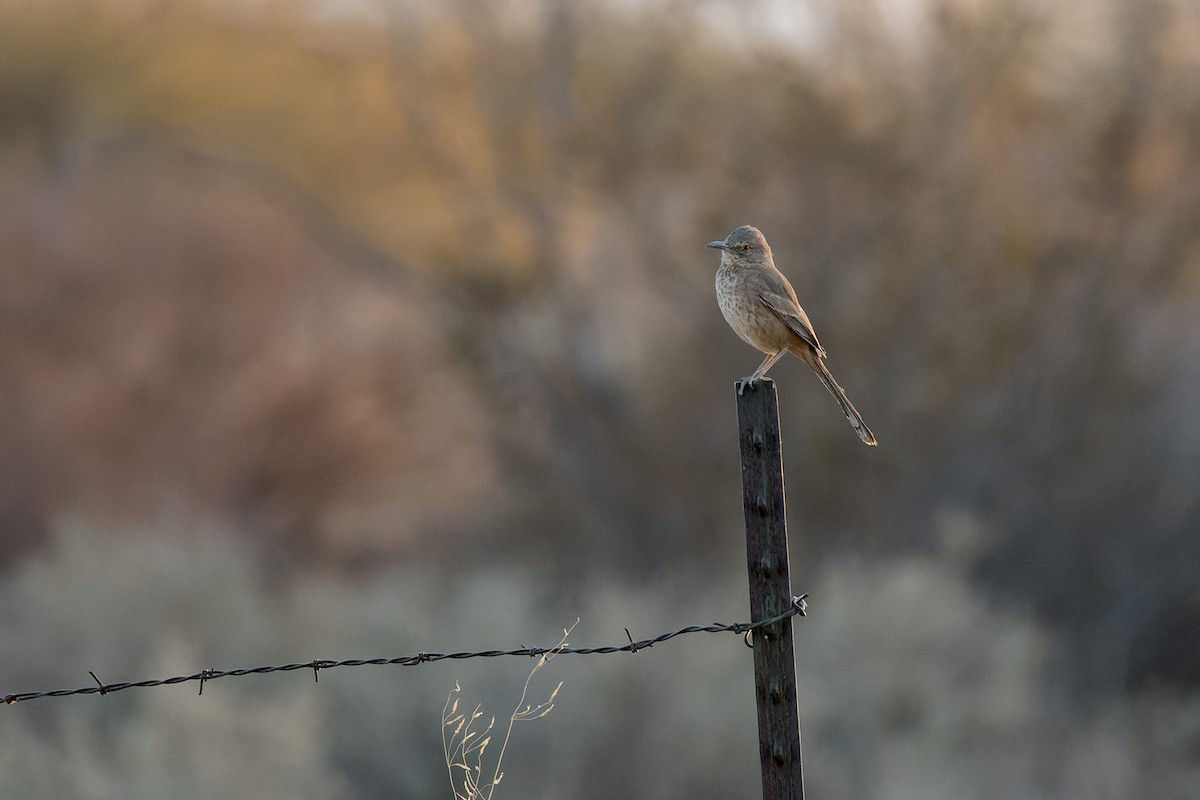 Bendire's Thrasher - ML644444542