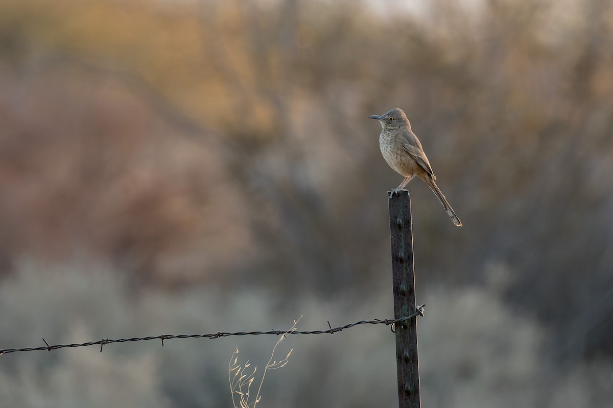 Bendire's Thrasher - ML644444545