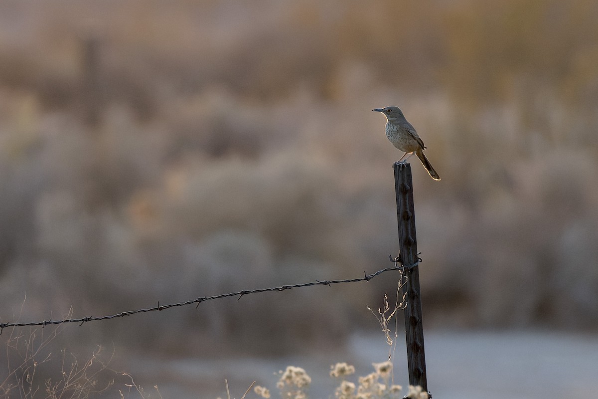 Bendire's Thrasher - ML644444546