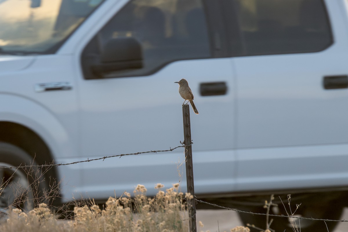 Bendire's Thrasher - ML644444548