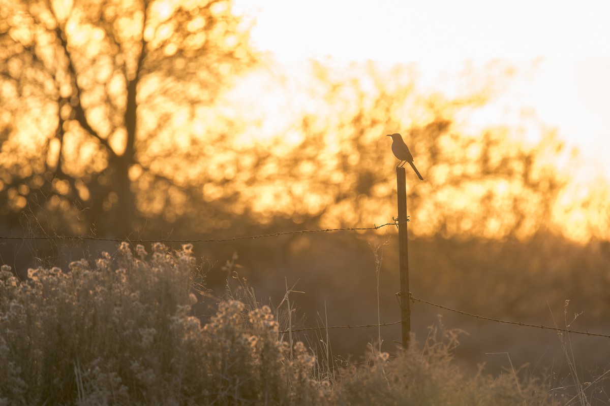 Bendire's Thrasher - ML644444549