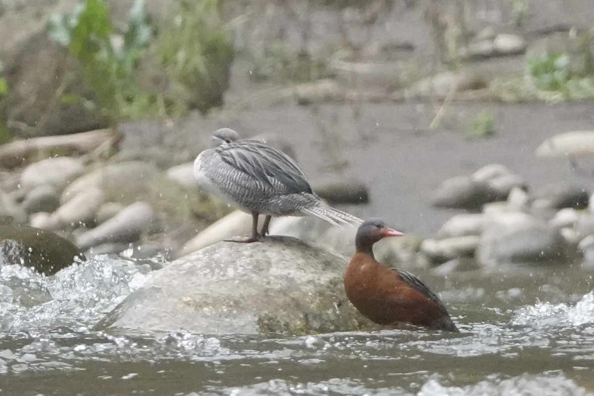 Torrent Duck - ML644444553