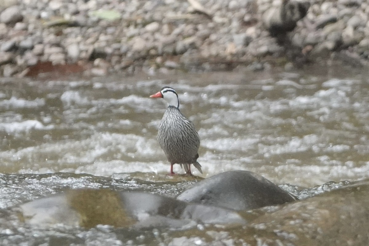 Torrent Duck - ML644444554
