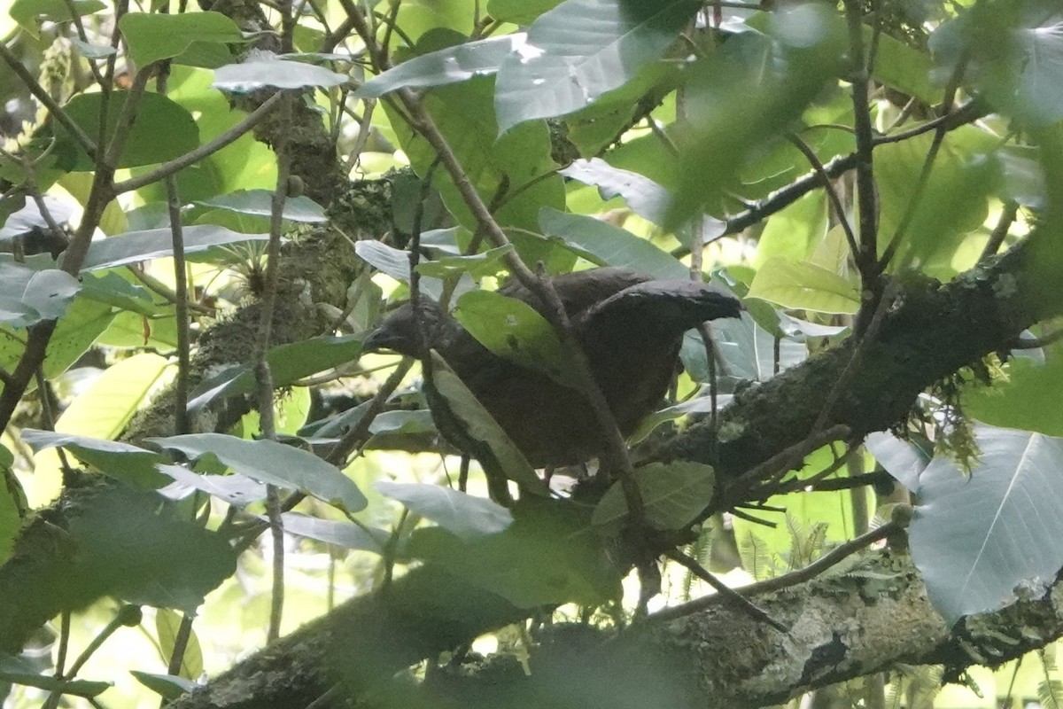 andeshokko - ML644444568