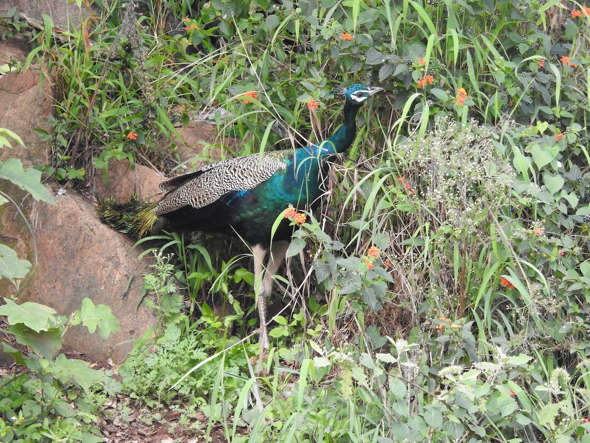 Indian Peafowl - ML644444571