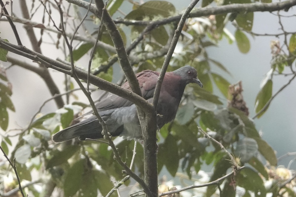 Paloma Colorada - ML644444572