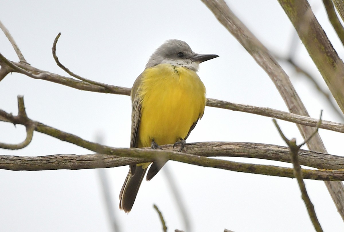 Tropical Kingbird - ML644444573
