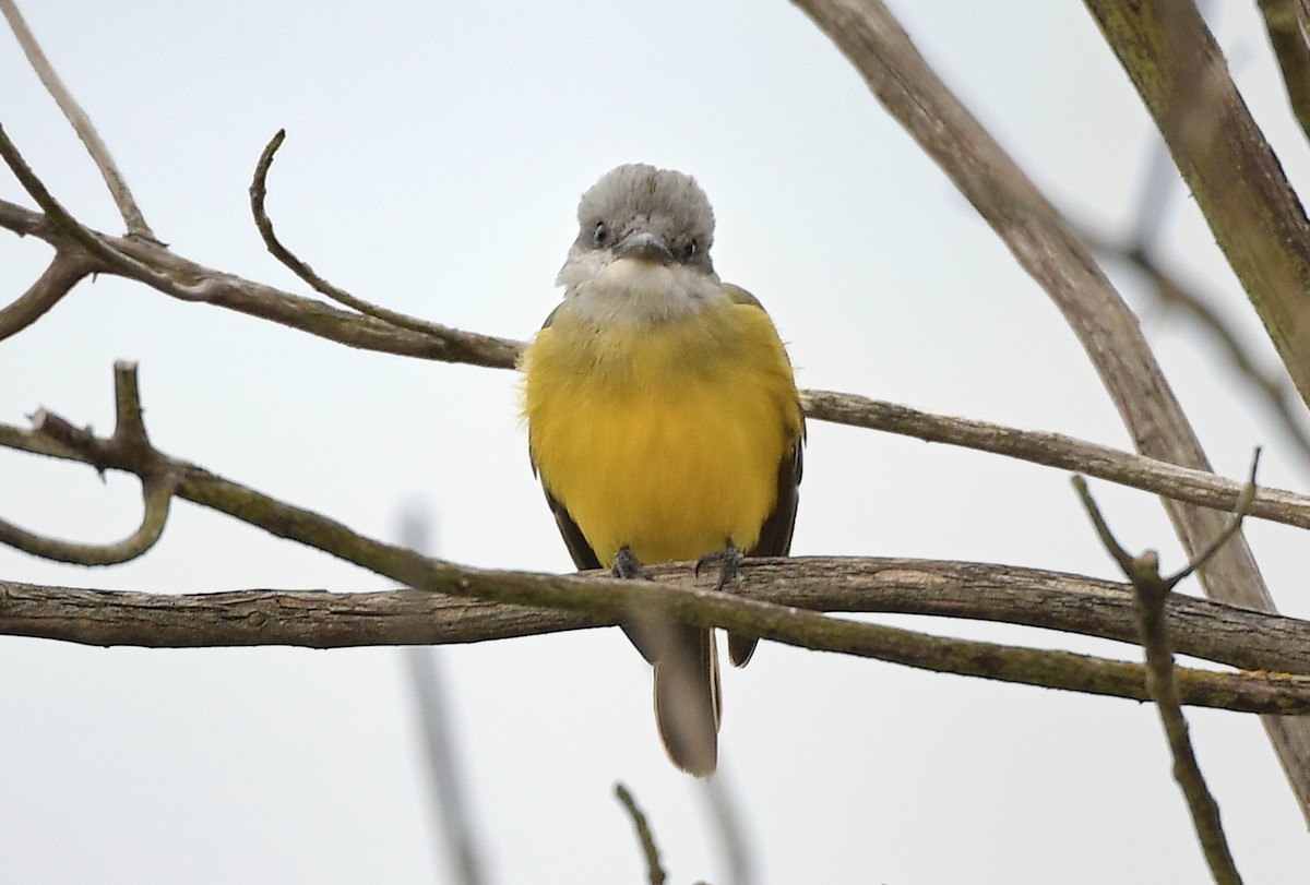 Tropical Kingbird - ML644444574