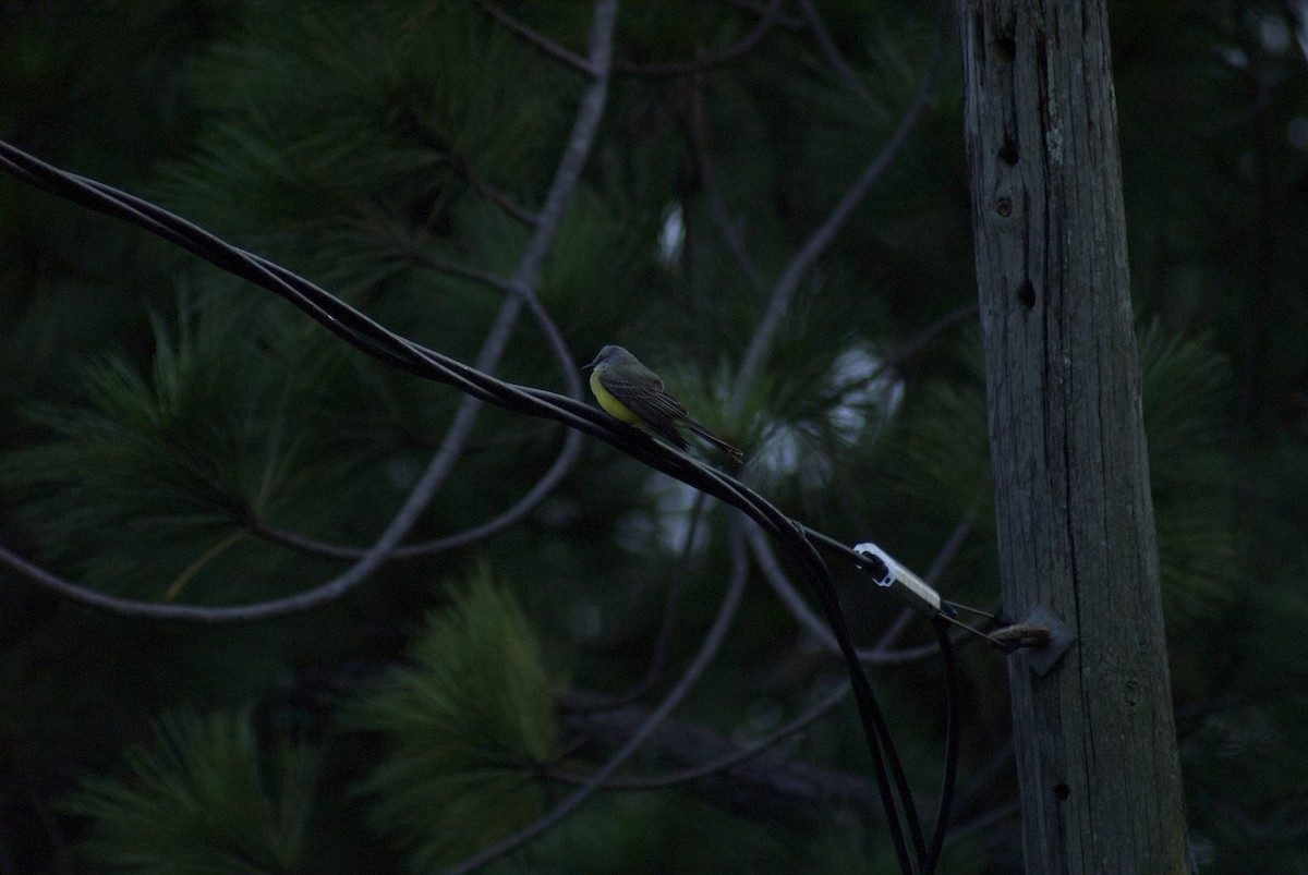 Tropical Kingbird - ML644444576