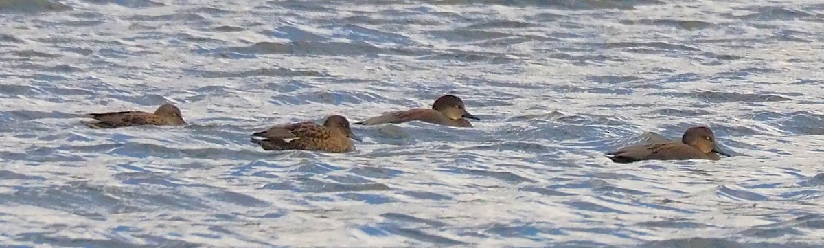 Нерозень - ML644444589