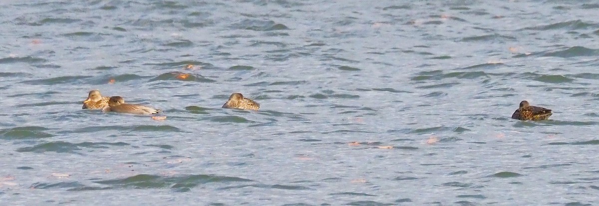 Нерозень - ML644444590