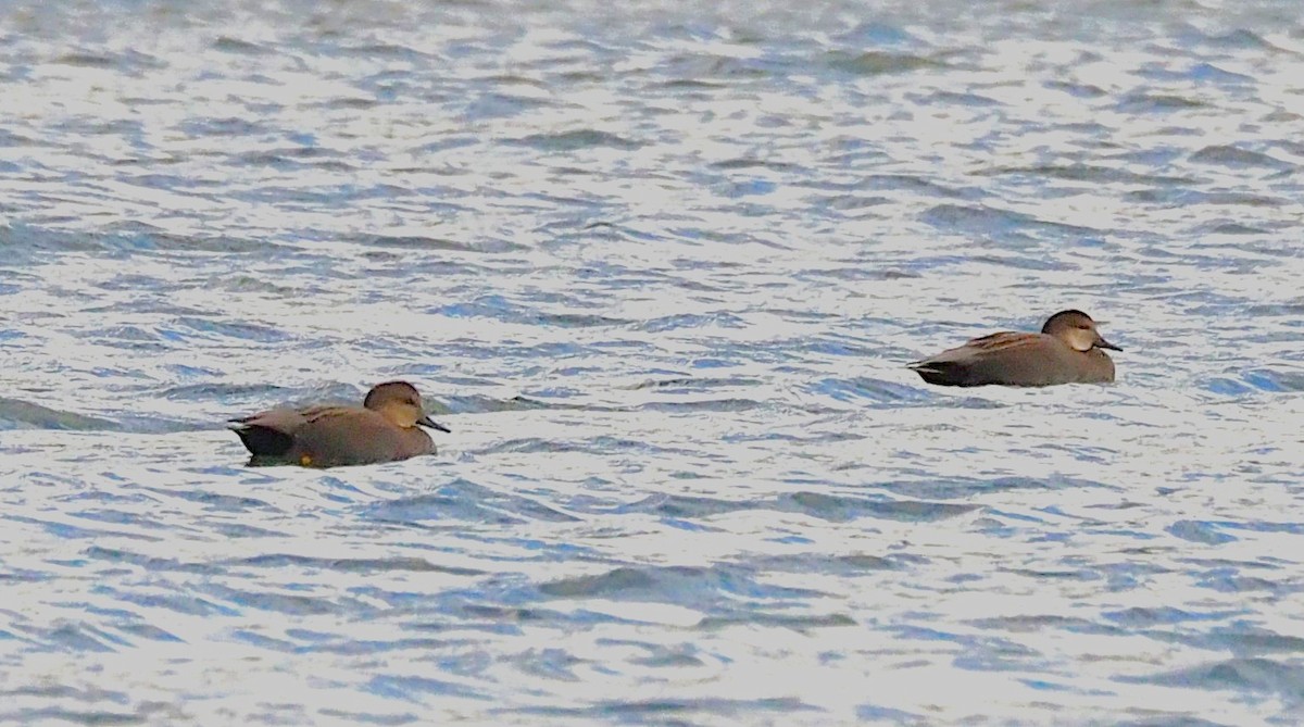 Нерозень - ML644444591