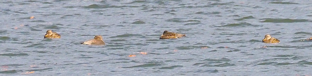 Нерозень - ML644444592