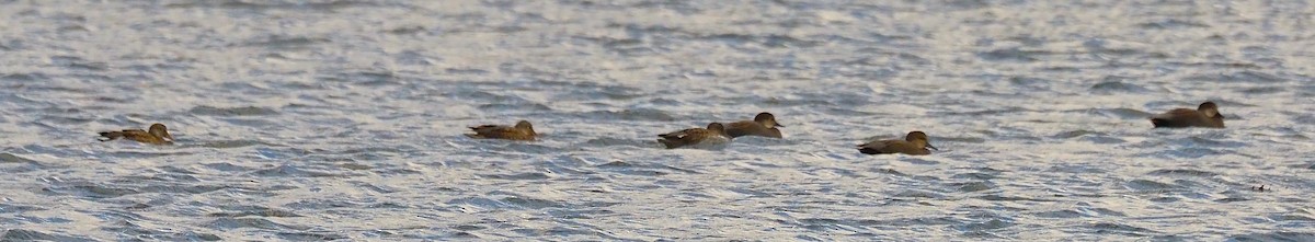 Нерозень - ML644444593