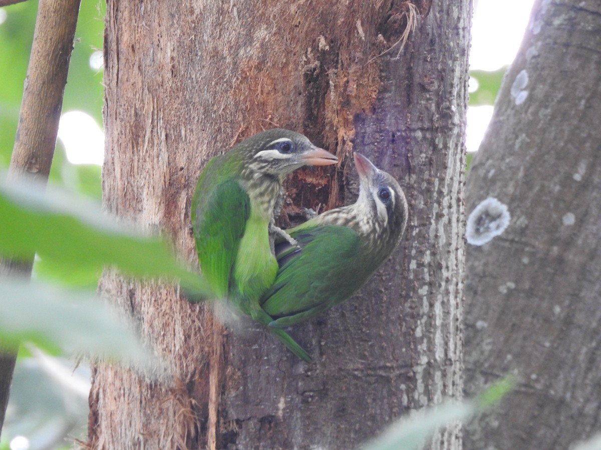White-cheeked Barbet - ML644444595