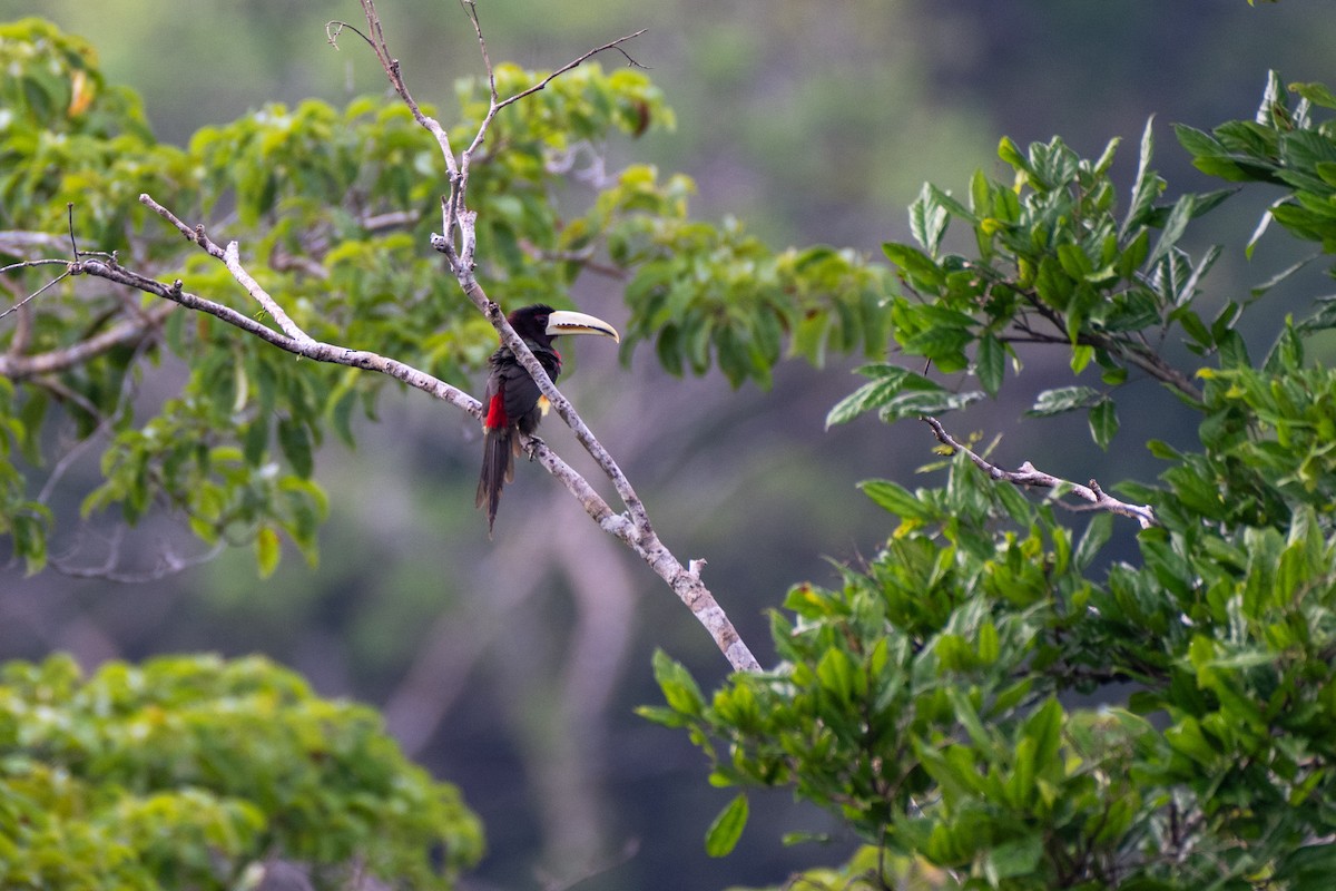 Ivory-billed Aracari - ML644444596