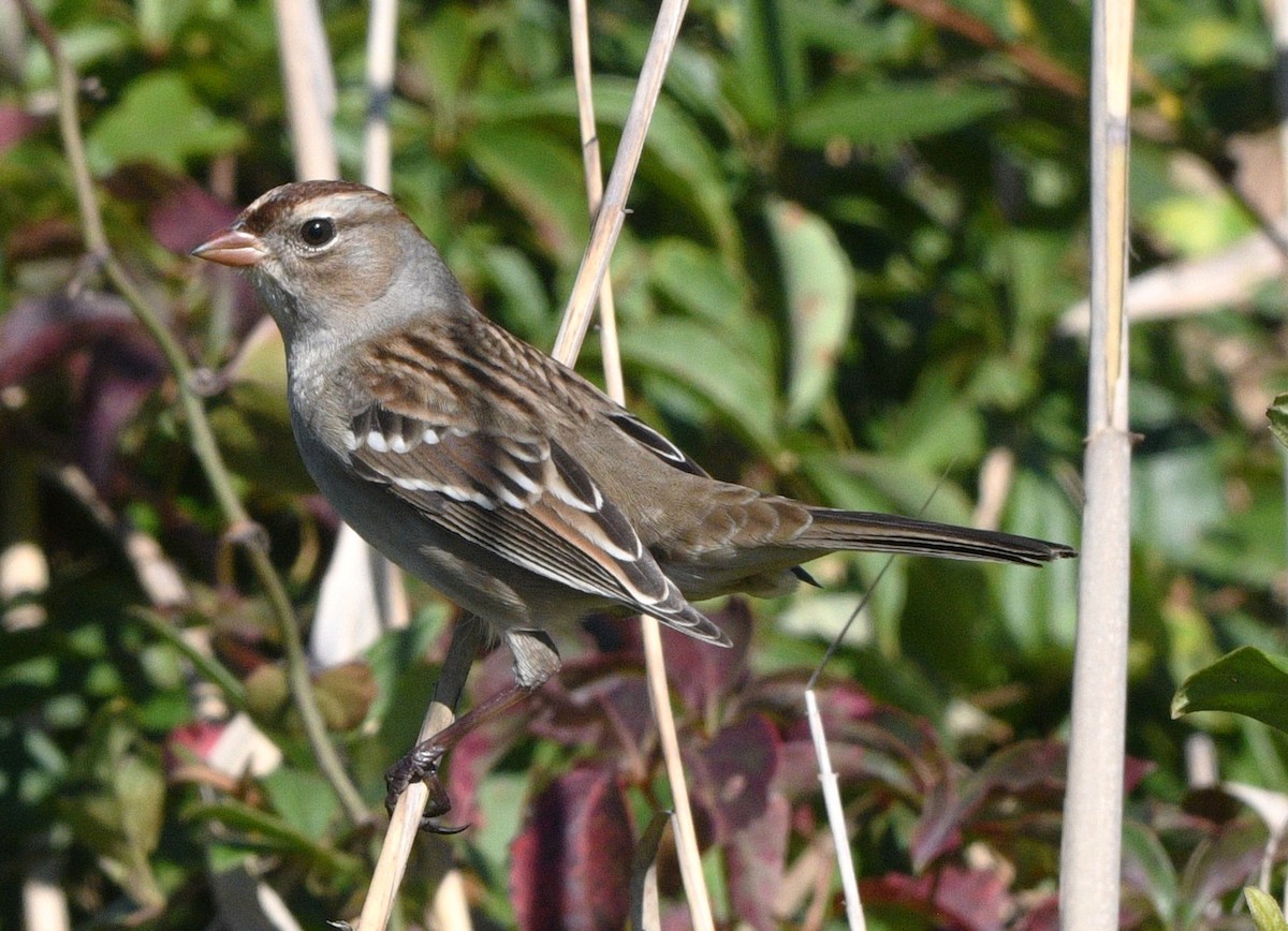 strnadec bělopásý - ML644444599