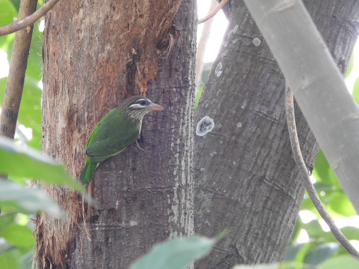 White-cheeked Barbet - ML644444604