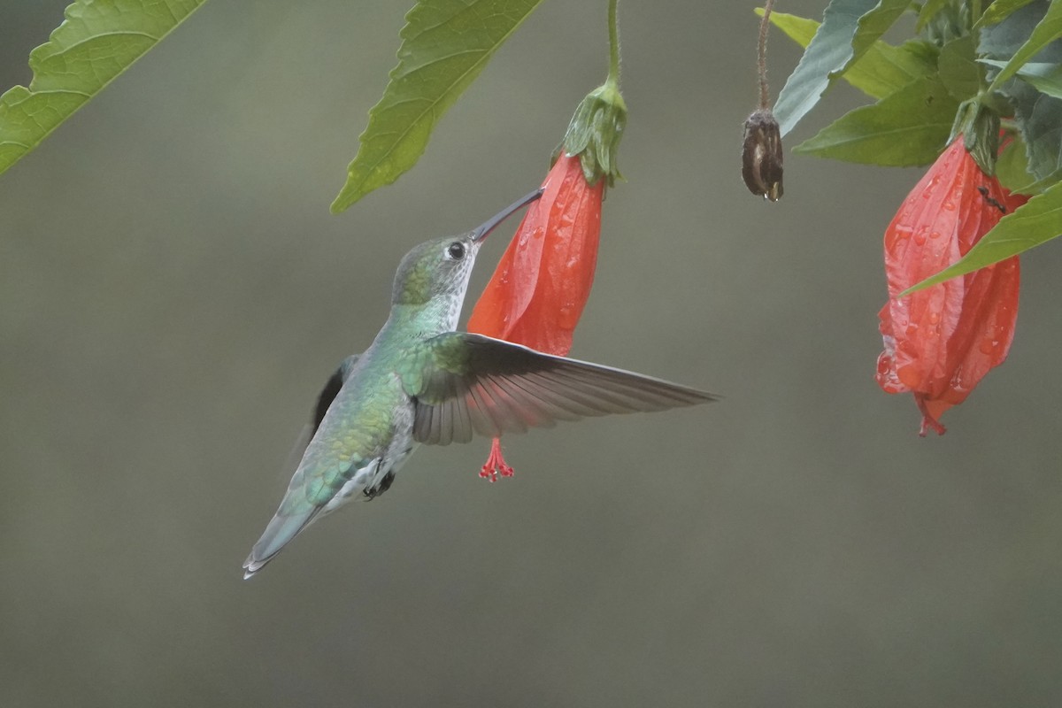 kolibřík zelenobílý - ML644444605