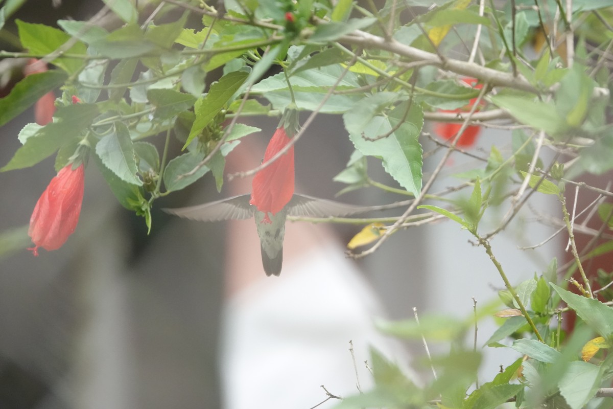 kolibřík zelenobílý - ML644444606