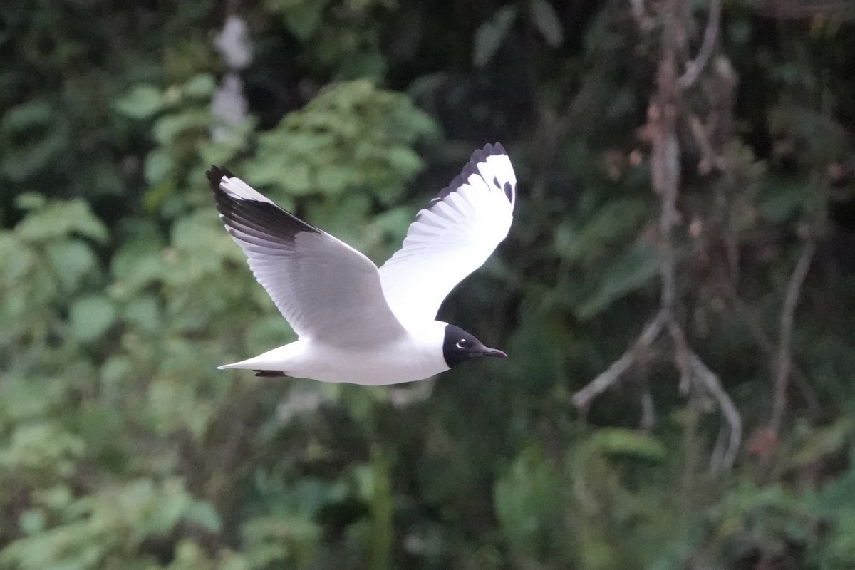 Andean Gull - ML644444607