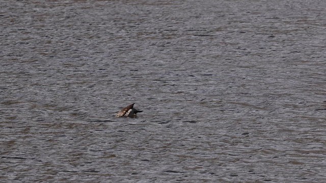 Crested Duck - ML644444613