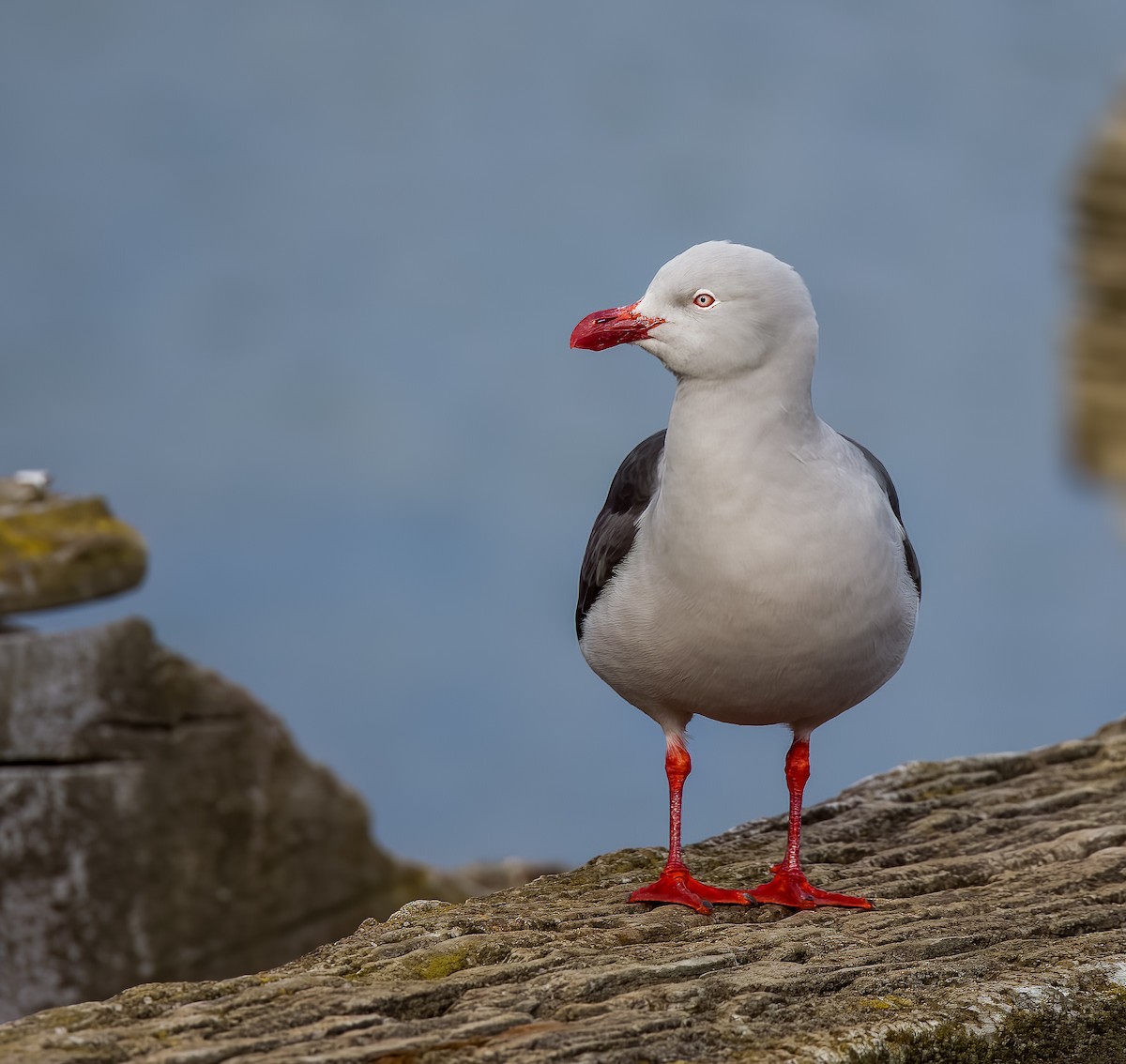 Dolphin Gull - ML644444628