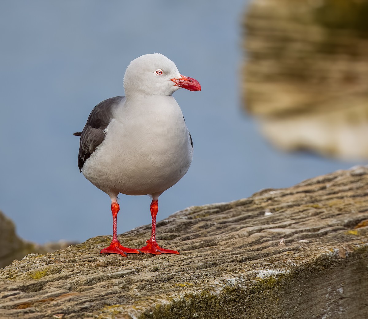 Dolphin Gull - ML644444629