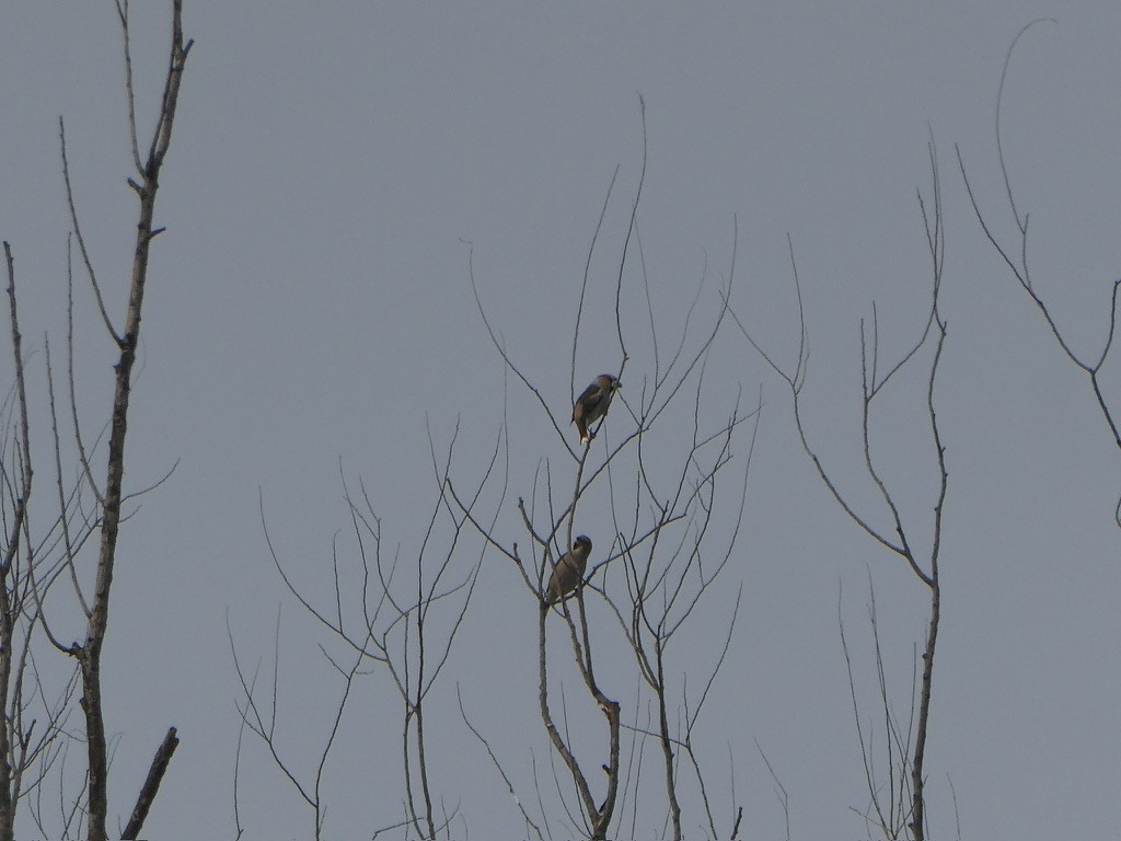 シメ - ML644444631