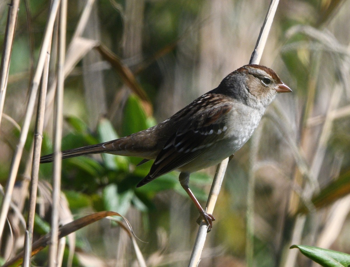 strnadec bělopásý - ML644444639