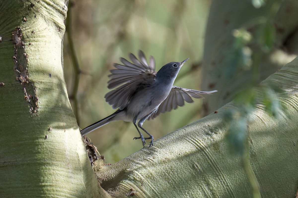 Perlita Grisilla - ML644444643