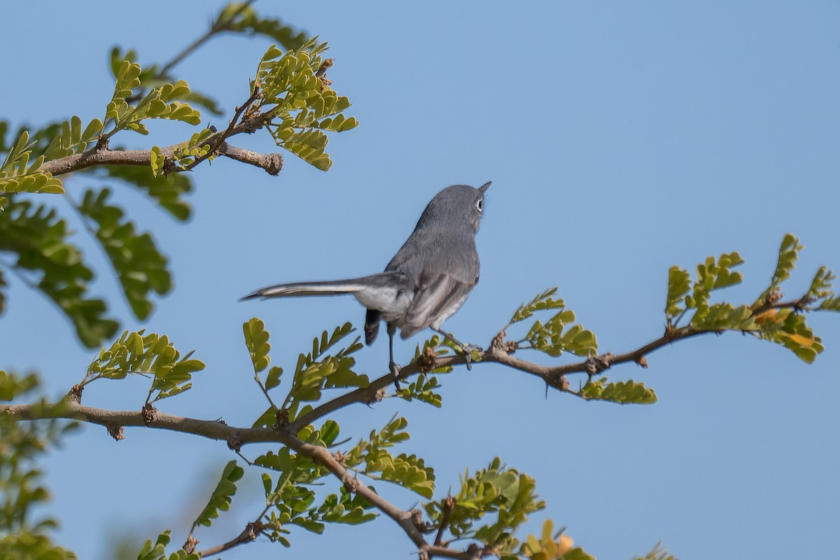 Perlita Grisilla - ML644444644