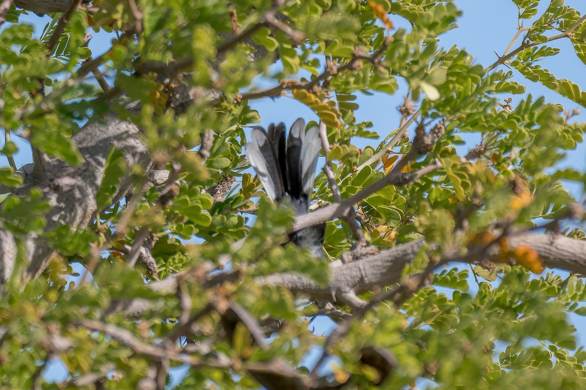 Perlita Grisilla - ML644444645