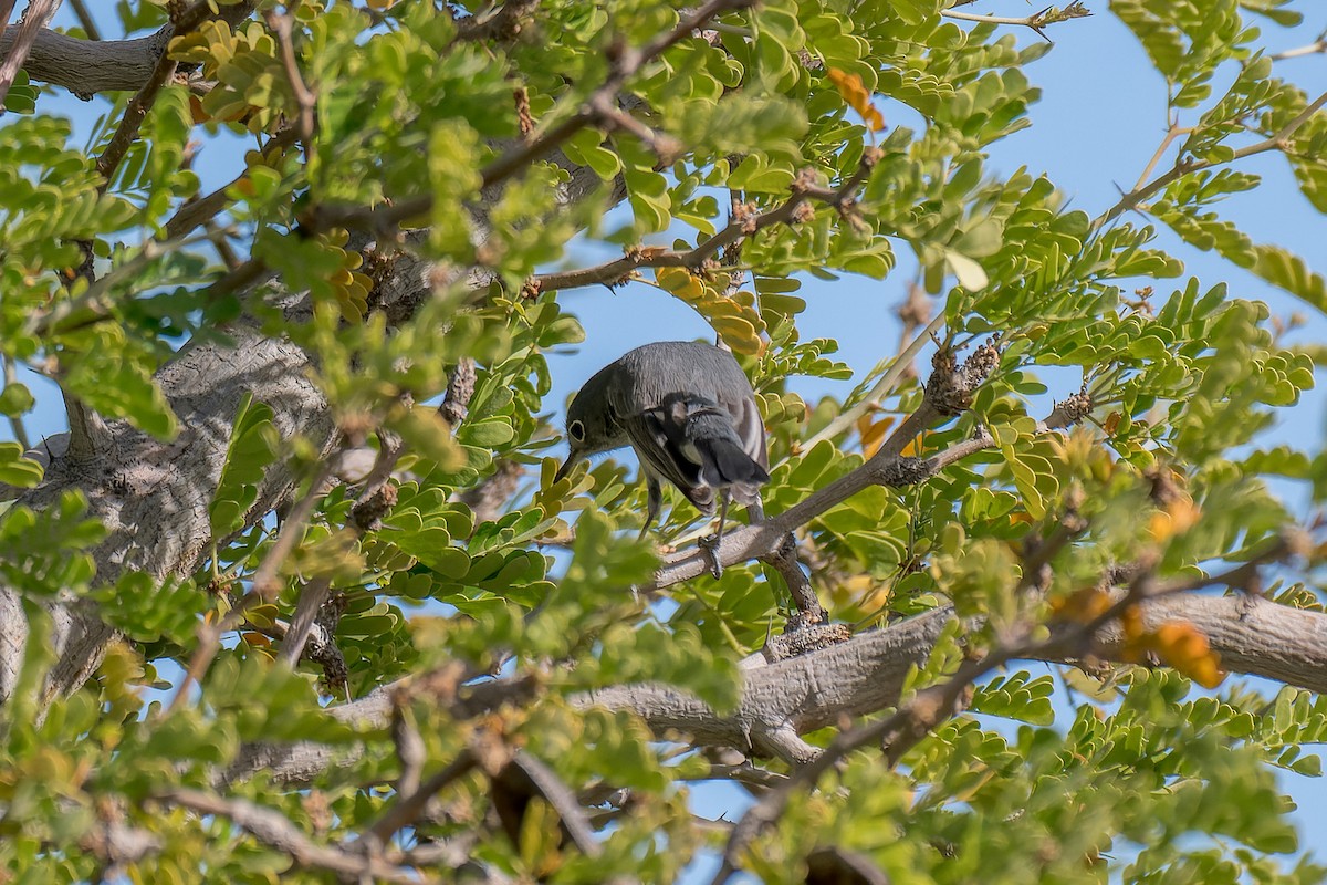 Perlita Grisilla - ML644444646