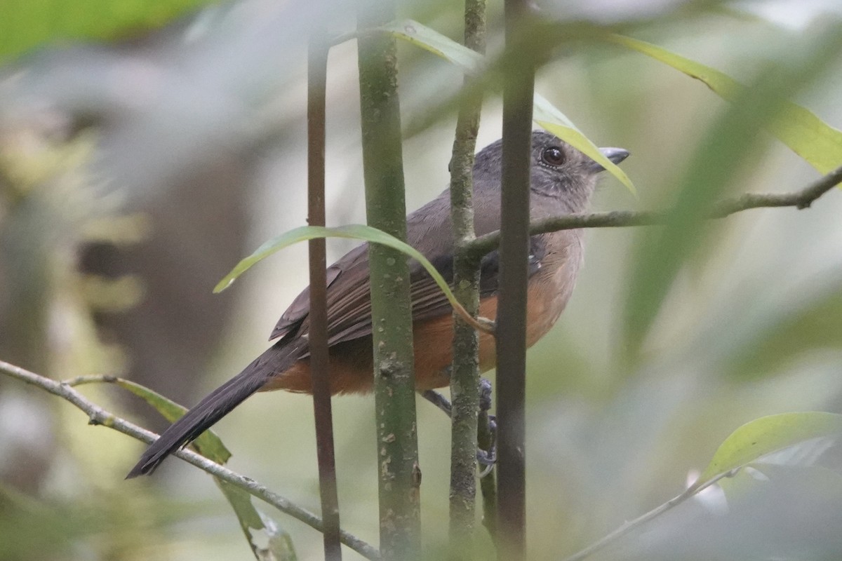 Variable Antshrike - ML644444647