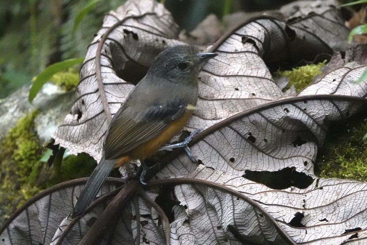 Variable Antshrike - ML644444648