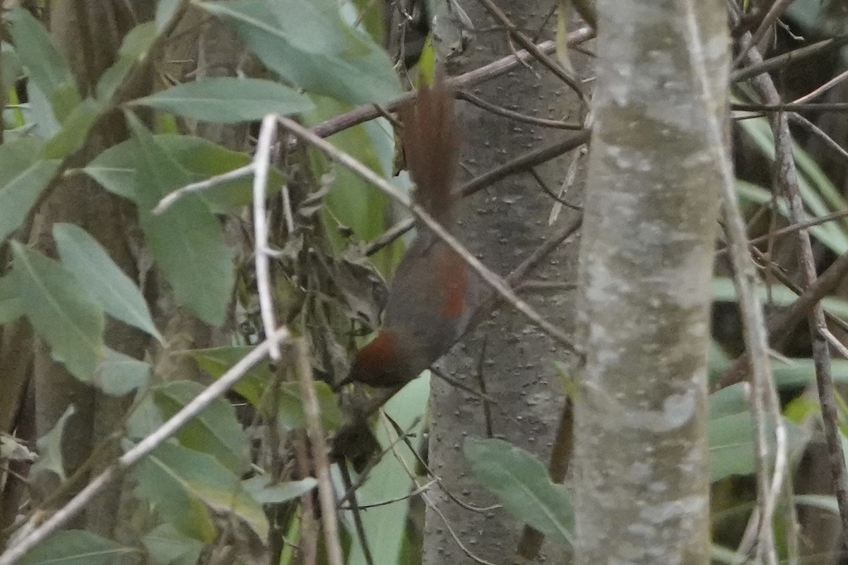 Azara's Spinetail - ML644444655