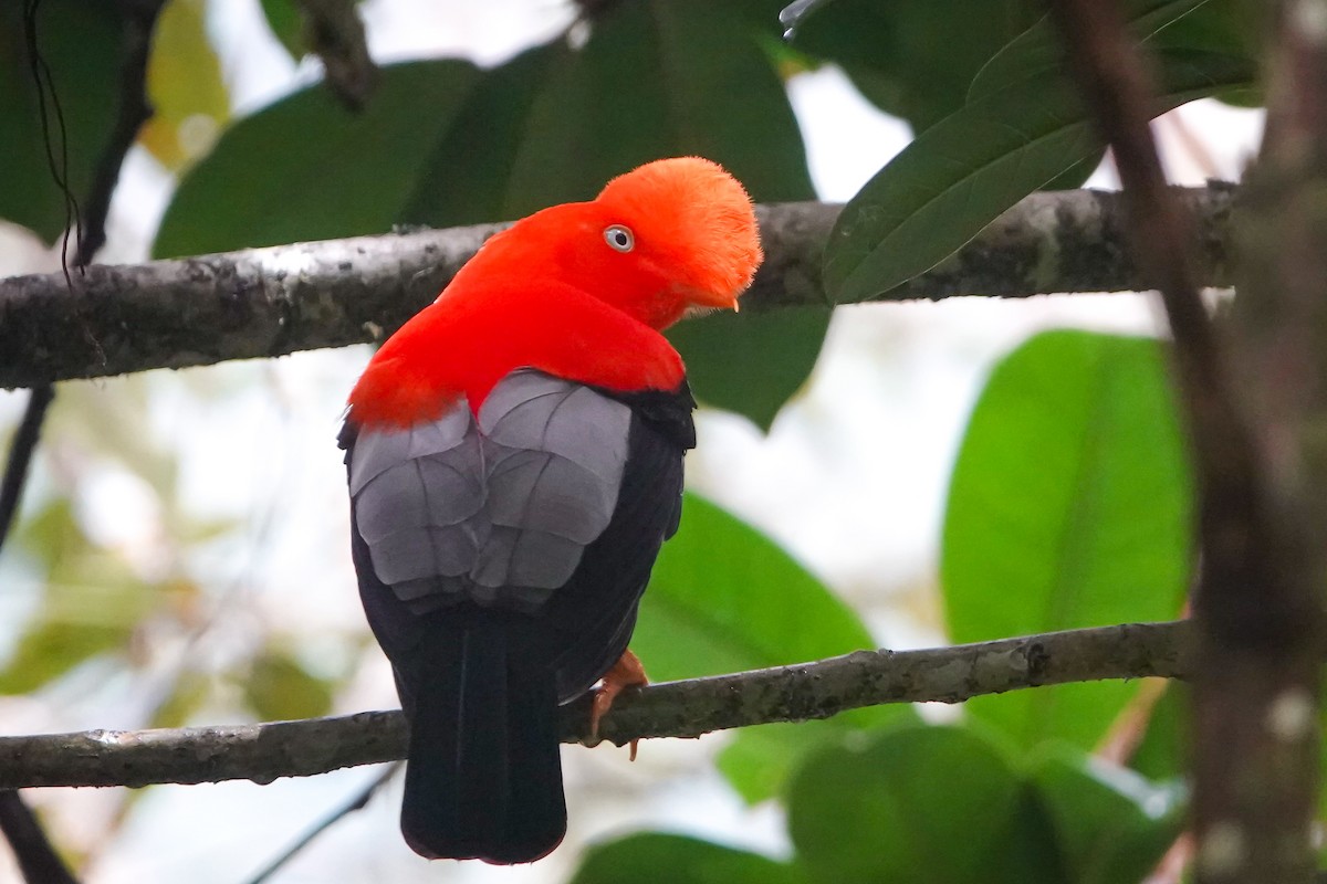 Andean Cock-of-the-rock - ML644444659