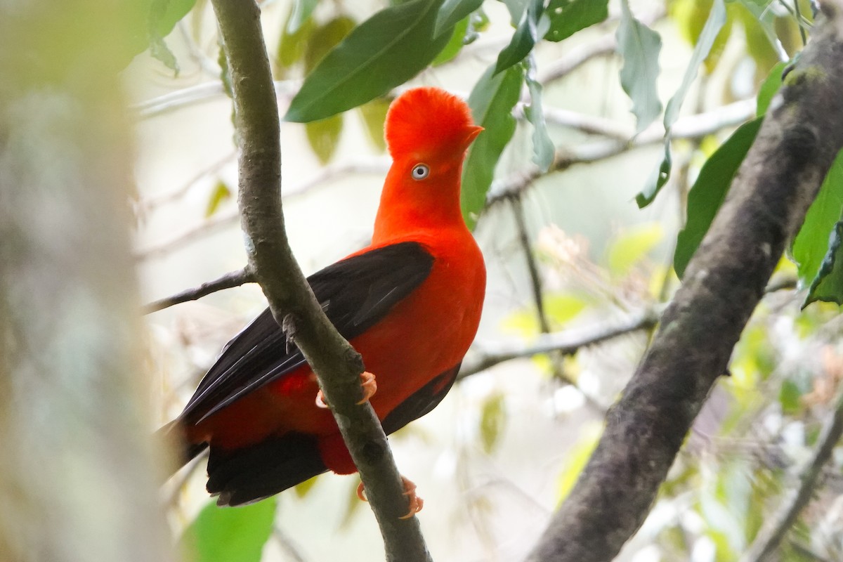 Andean Cock-of-the-rock - ML644444660
