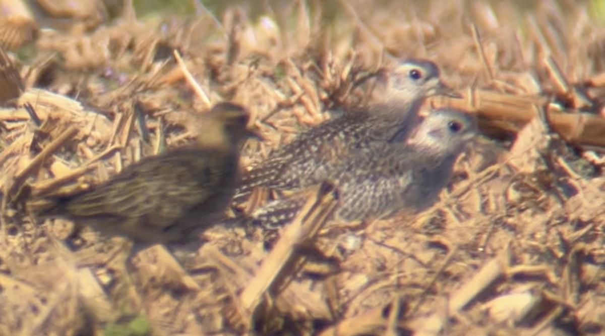 tundralo - ML644444661