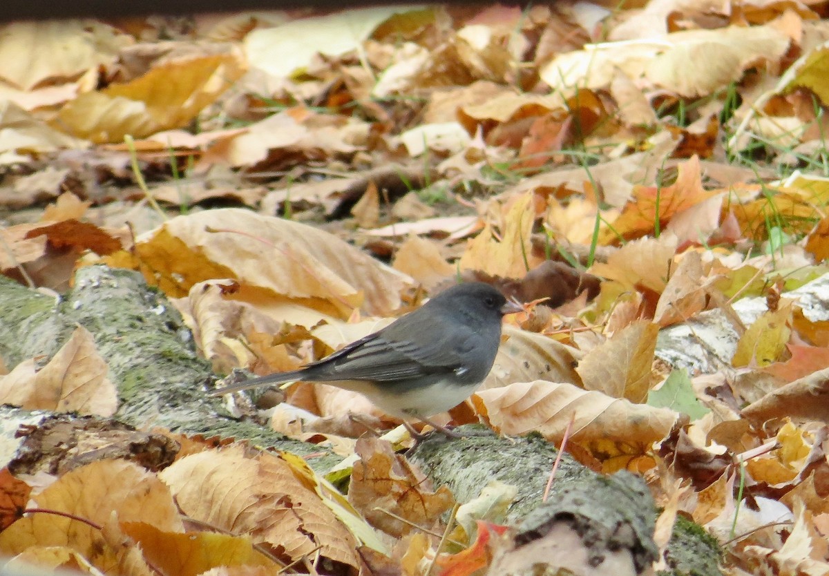 Dark-eyed Junco (Slate-colored) - ML644444668