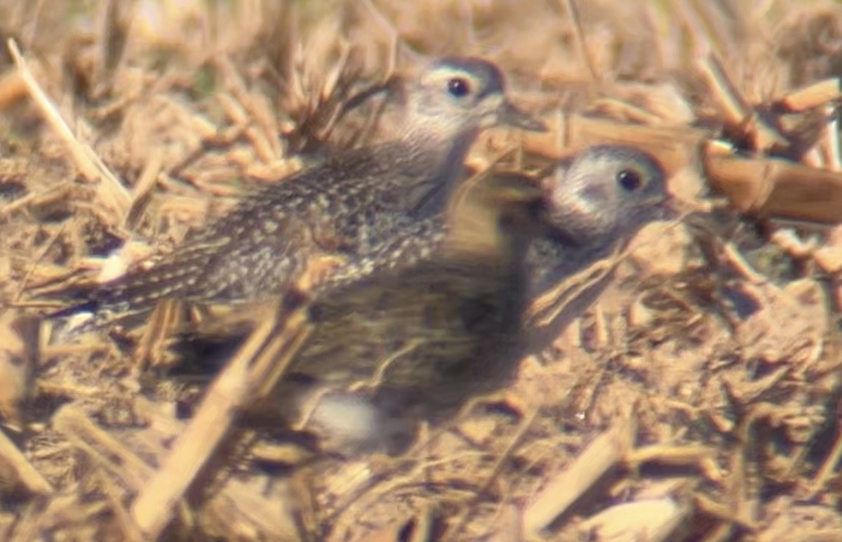 tundralo - ML644444669