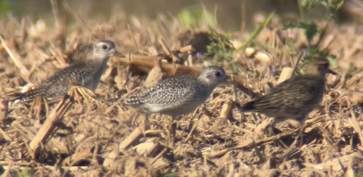 tundralo - ML644444670